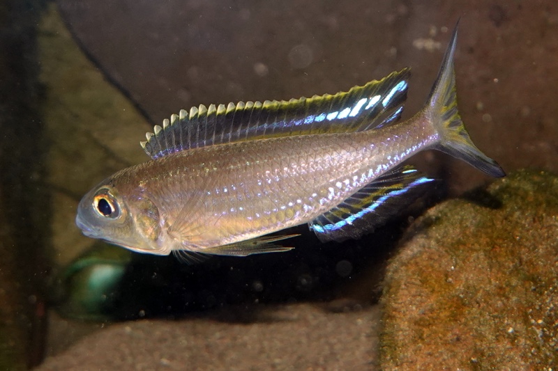 Lestradea perspicax 'Kawasindi Island'